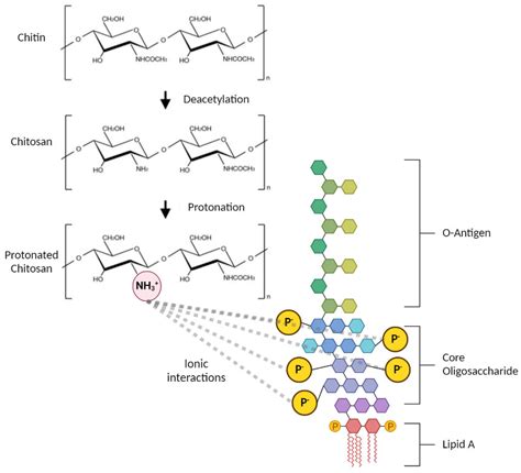 how to remove endotoxin